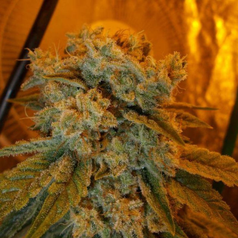 nasiona marihuany Critical Sour