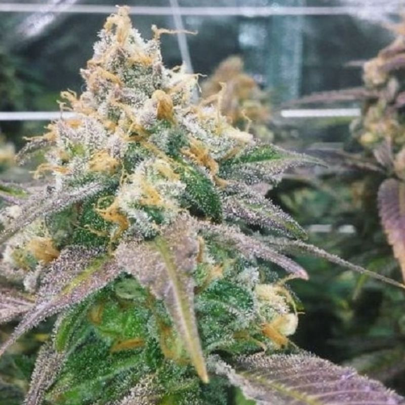 nasiona marihuany Dream Berry