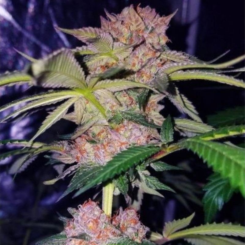 nasiona marihuany Mimosa Champagne