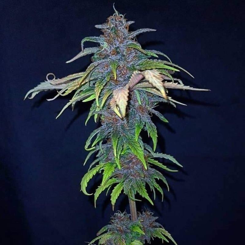 nasiona marihuany Red Purps