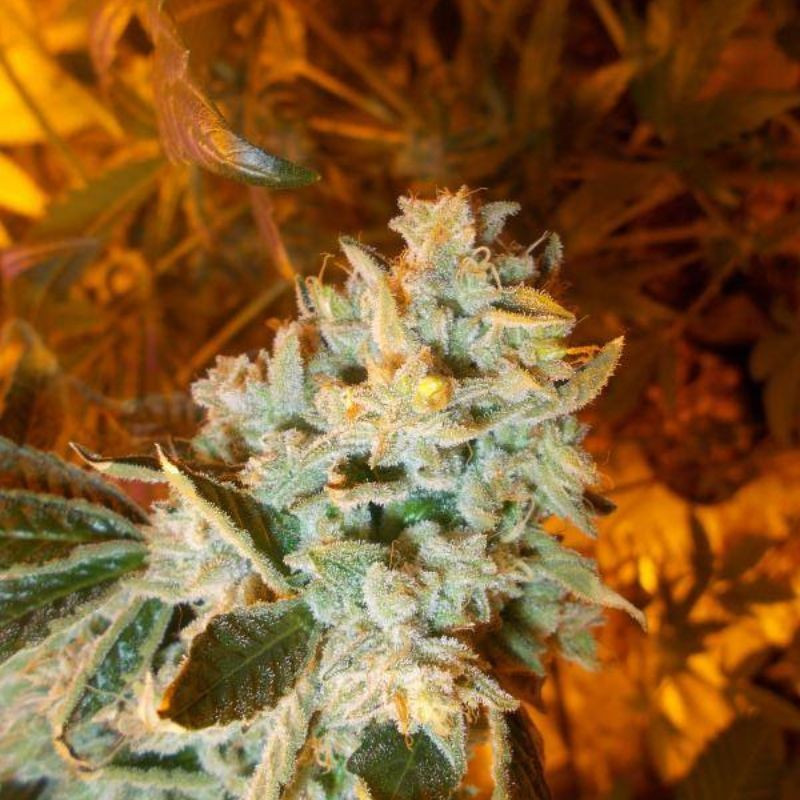 nasiona marihuany White Widow x Big Bud