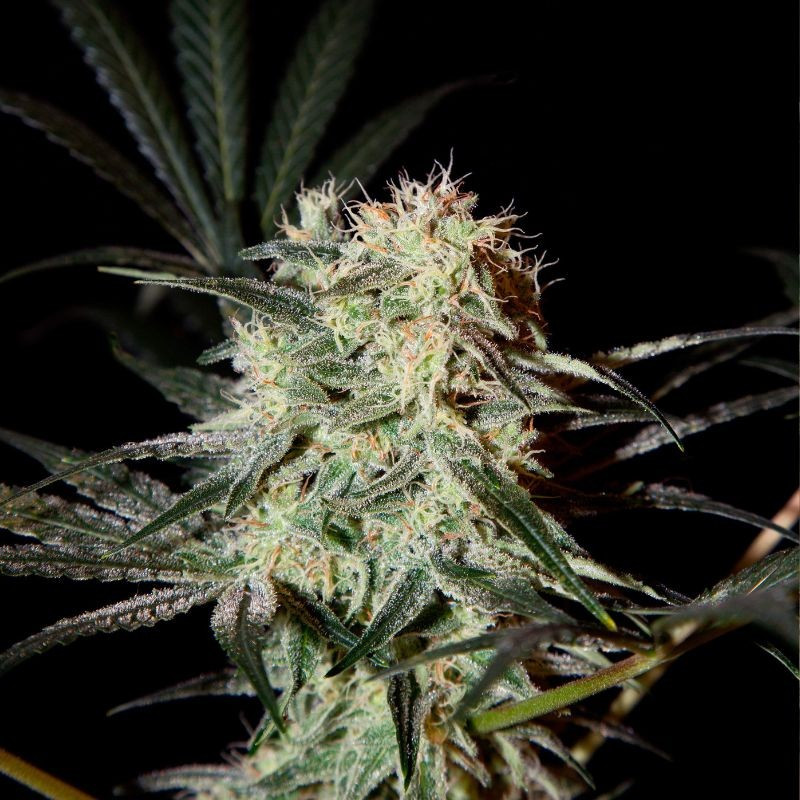 nasiona marihuany Arjan's Ultra Haze 1