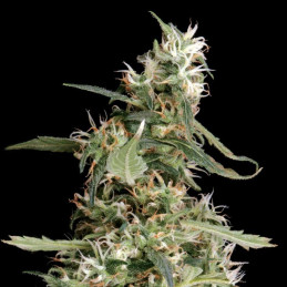 nasiona marihuany Arjan's Ultra Haze 2