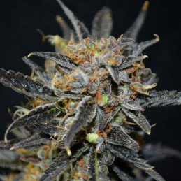 nasiona marihuany Big Bang