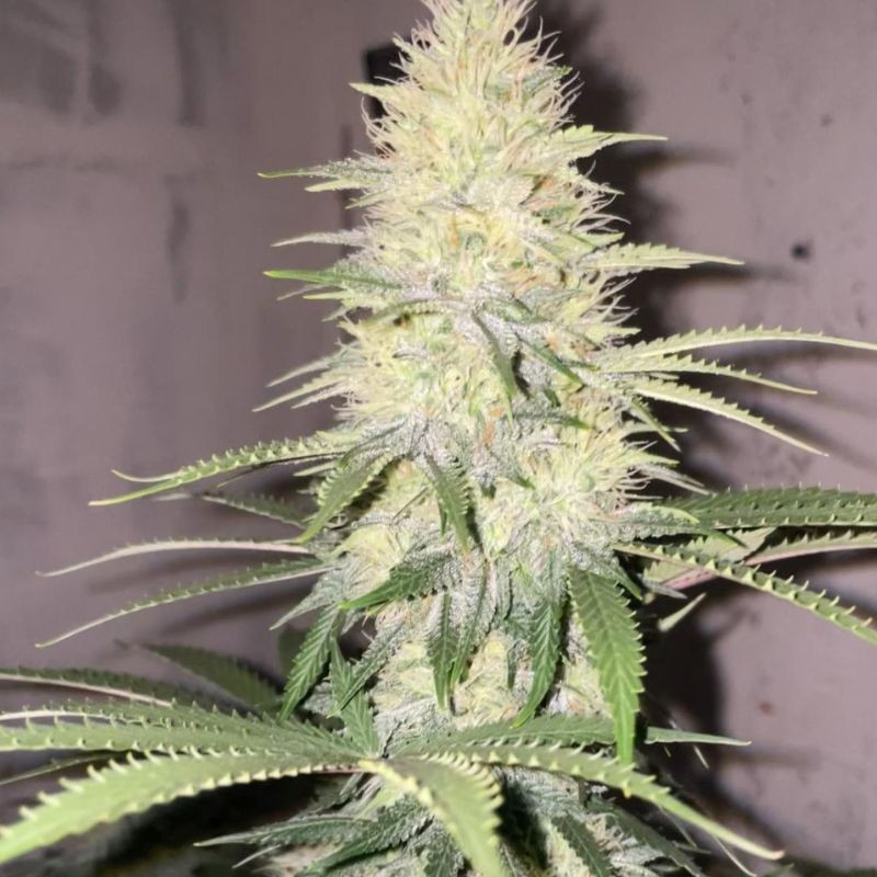 nasiona marihuany Bubba Slush