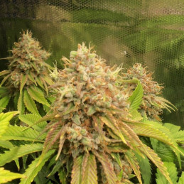 nasiona marihuany Cloud Walker