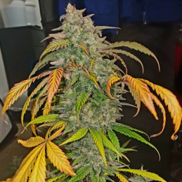 nasiona marihuany Exodus Cheese Auto