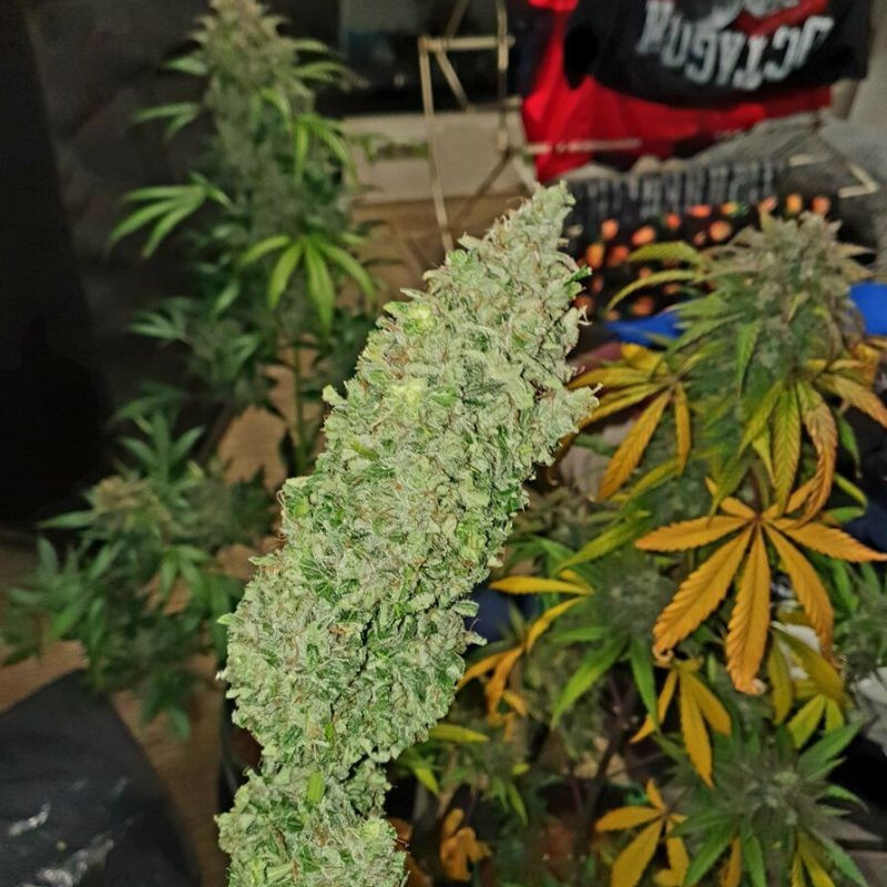 nasiona marihuany Exodus Cheese Auto CBD