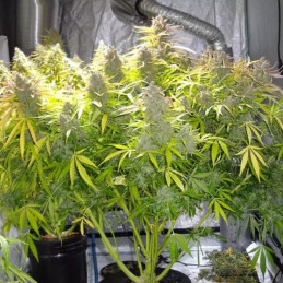 nasiona marihuany GH Amnesia