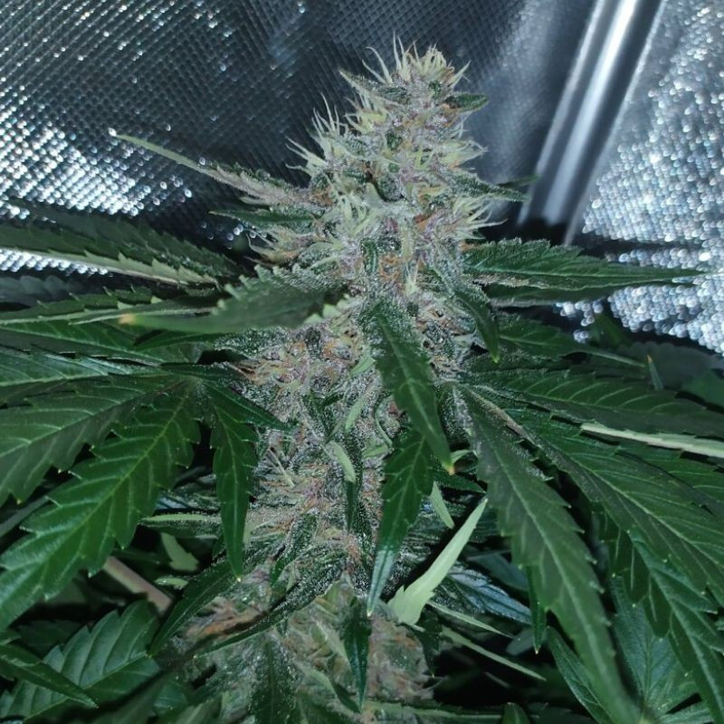 nasiona marihuany Green-O-Matic Auto