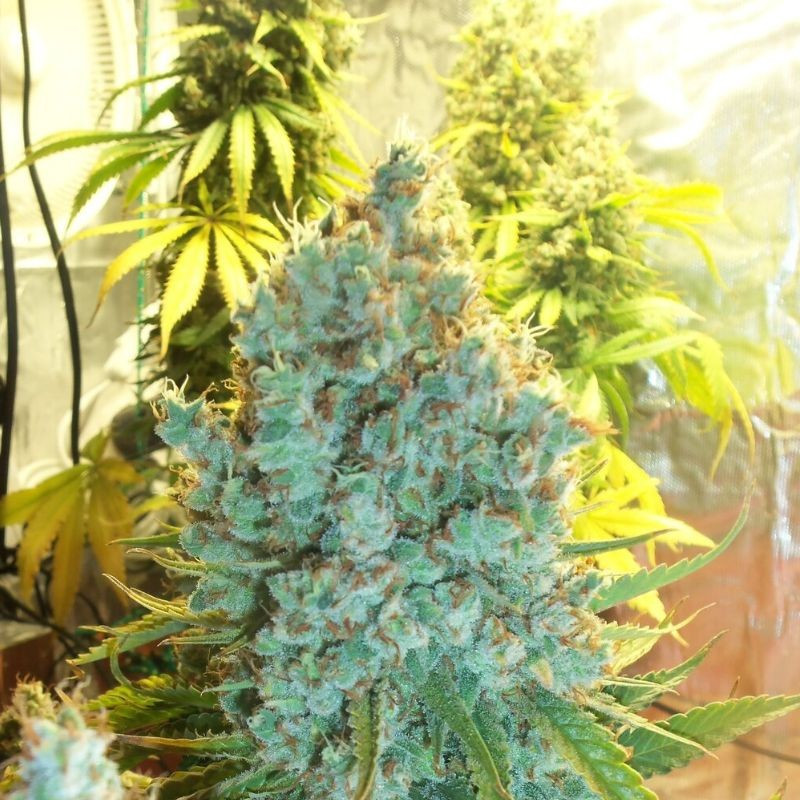 nasiona marihuany Hawaiian Snow