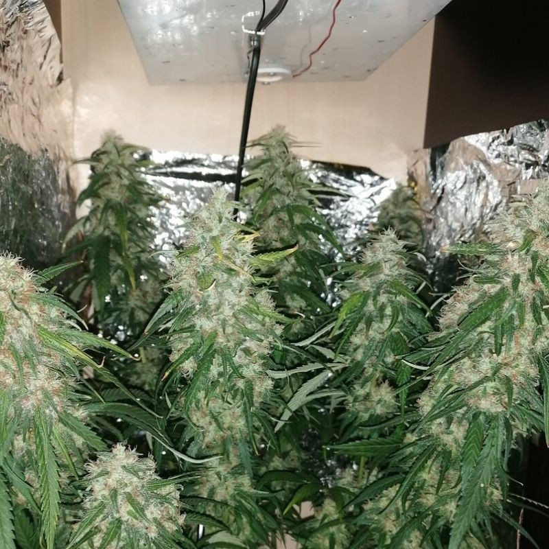 nasiona marihuany Kalashnikova Auto