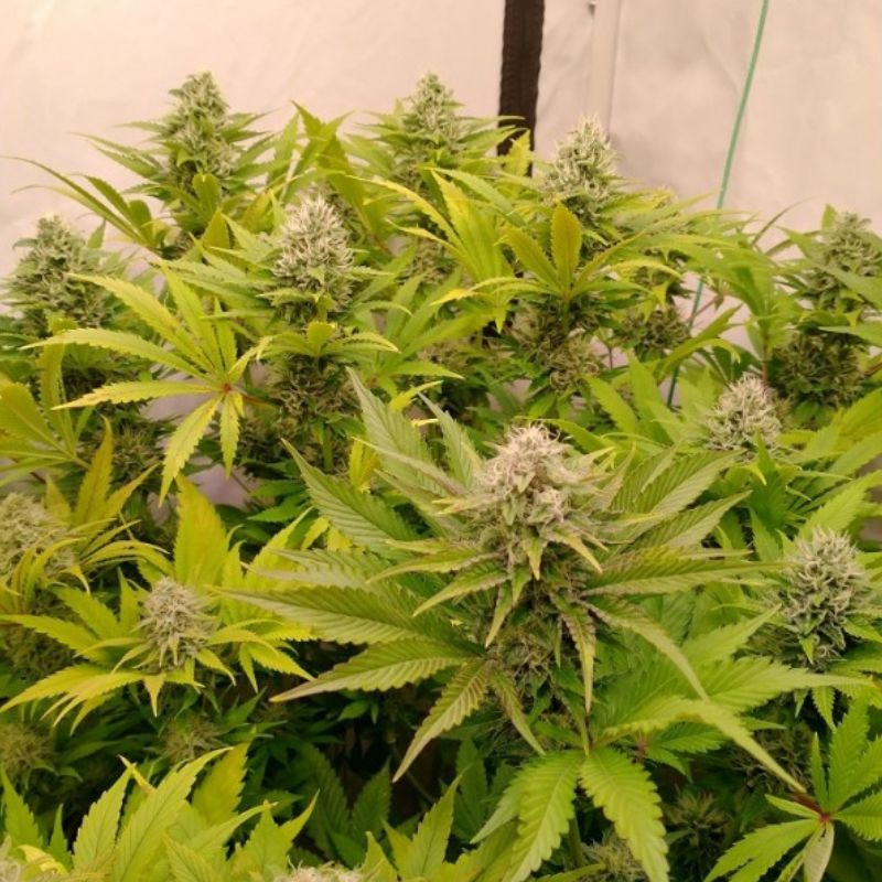nasiona marihuany Pure Kush
