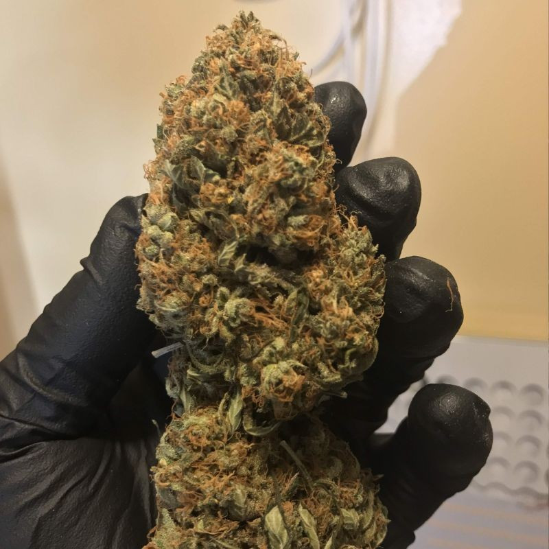 nasiona marihuany Super Bud Auto