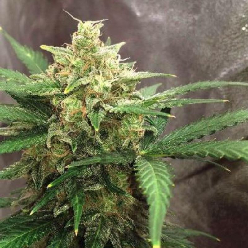 nasiona marihuany Super Lemon Haze Auto