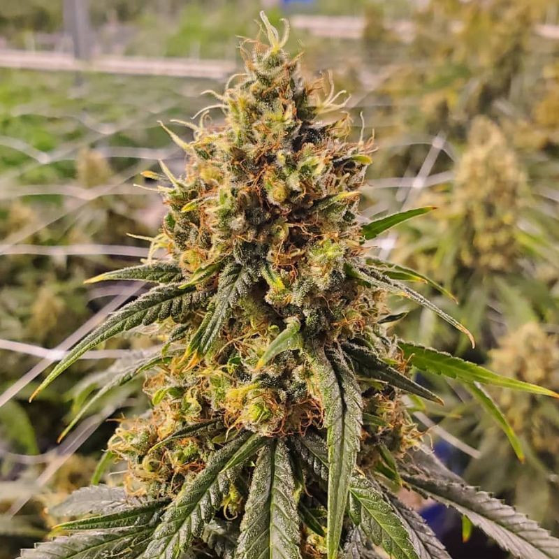 nasiona marihuany Super Silver Haze CBD