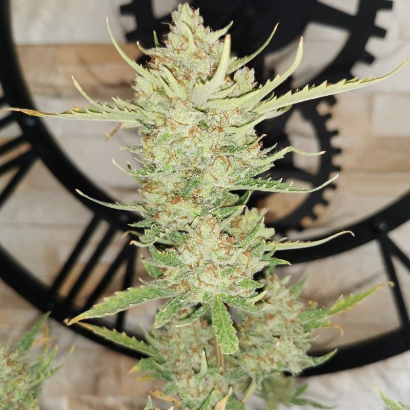 nasiona marihuany Sweet Mango Auto