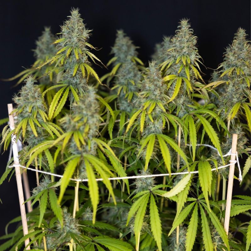 nasiona marihuany Sweet Valley Kush