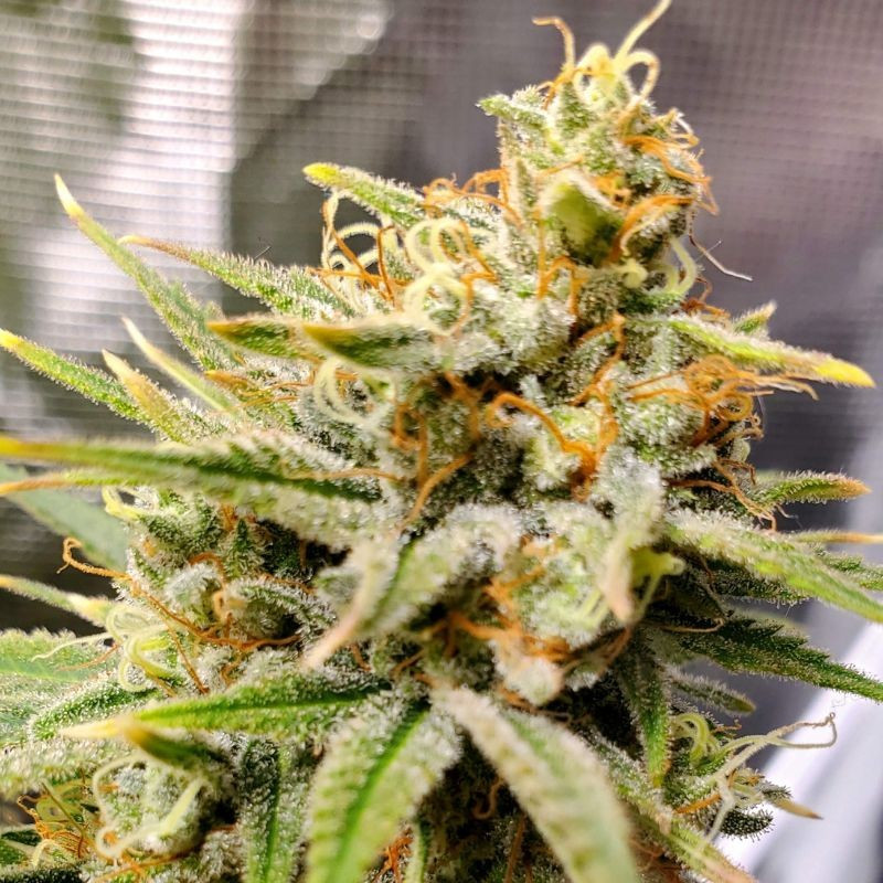 nasiona marihuany The Church CBD