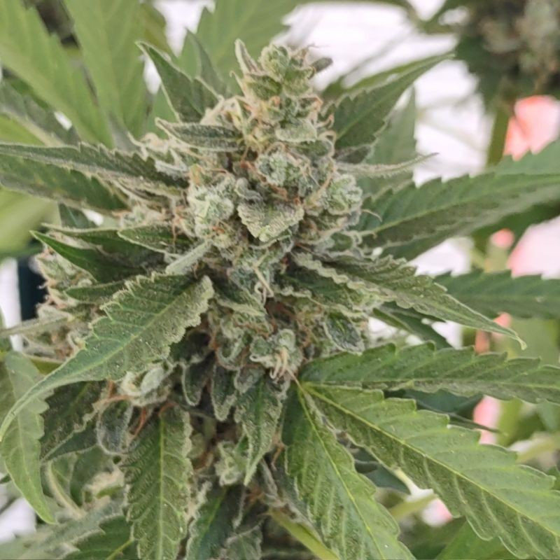 nasiona marihuany White Widow Auto CBD
