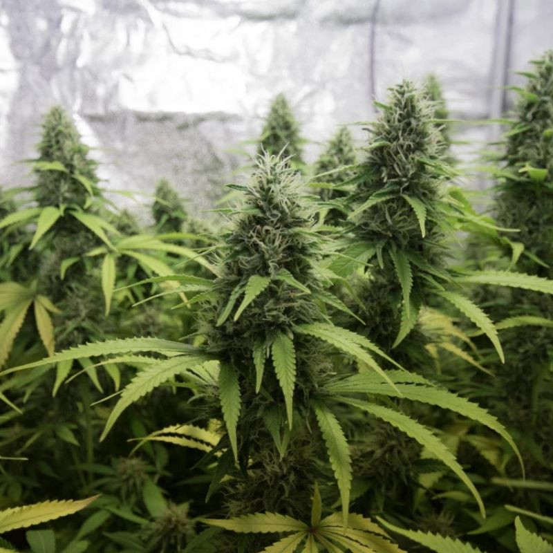 nasiona marihuany AK Kush