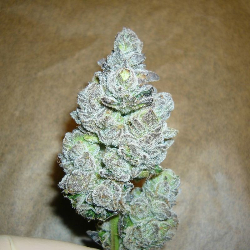 nasiona marihuany AK Kush Express