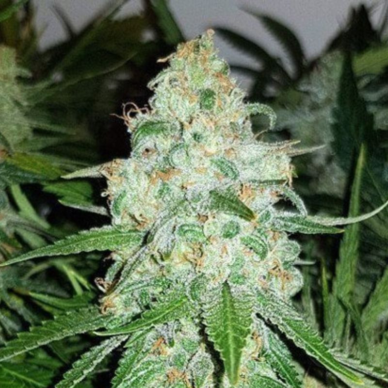 nasiona marihuany AK Skunk