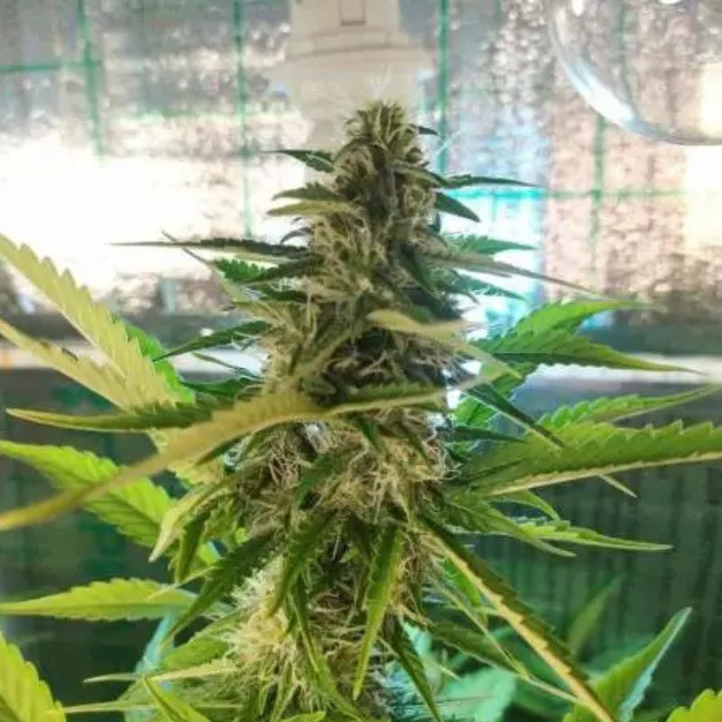 nasiona marihuany AK Skunk Auto