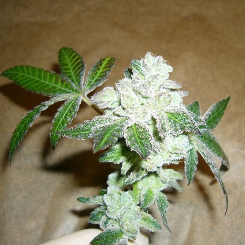 nasiona marihuany Big Altai Sativa Express