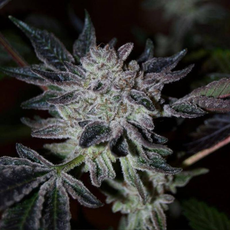 nasiona marihuany Blue Acid Auto