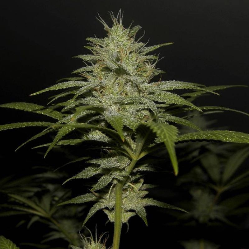 nasiona marihuany Boy Scout Cookies