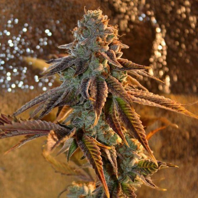 nasiona marihuany Kabul Express