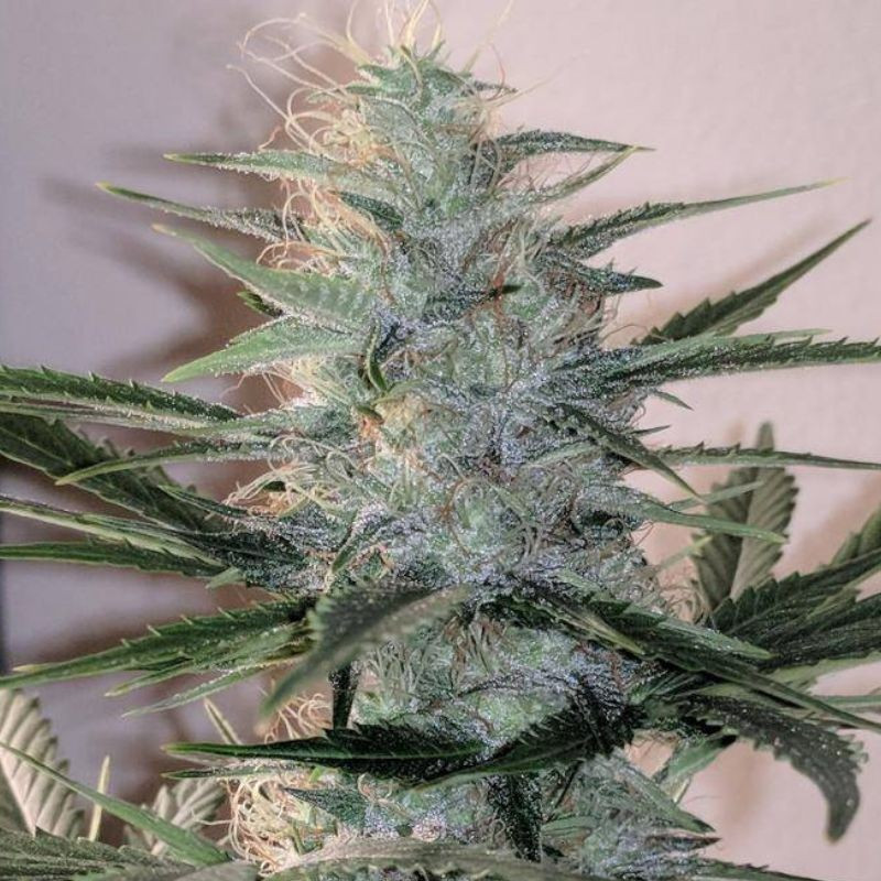 nasiona marihuany Katyusha