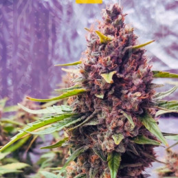 nasiona marihuany Purple Mazar Auto