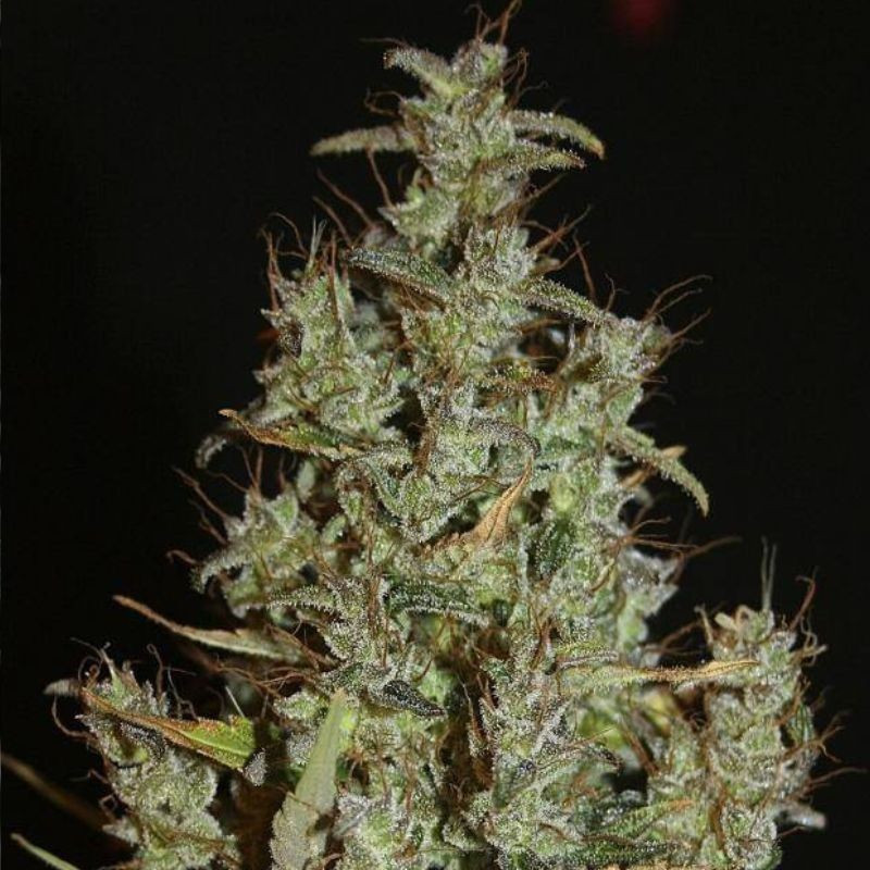 nasiona marihuany Siberian Haze