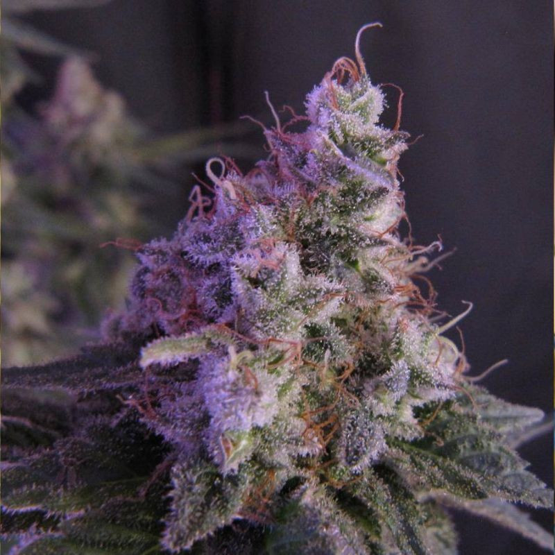 nasiona marihuany White Critical Express