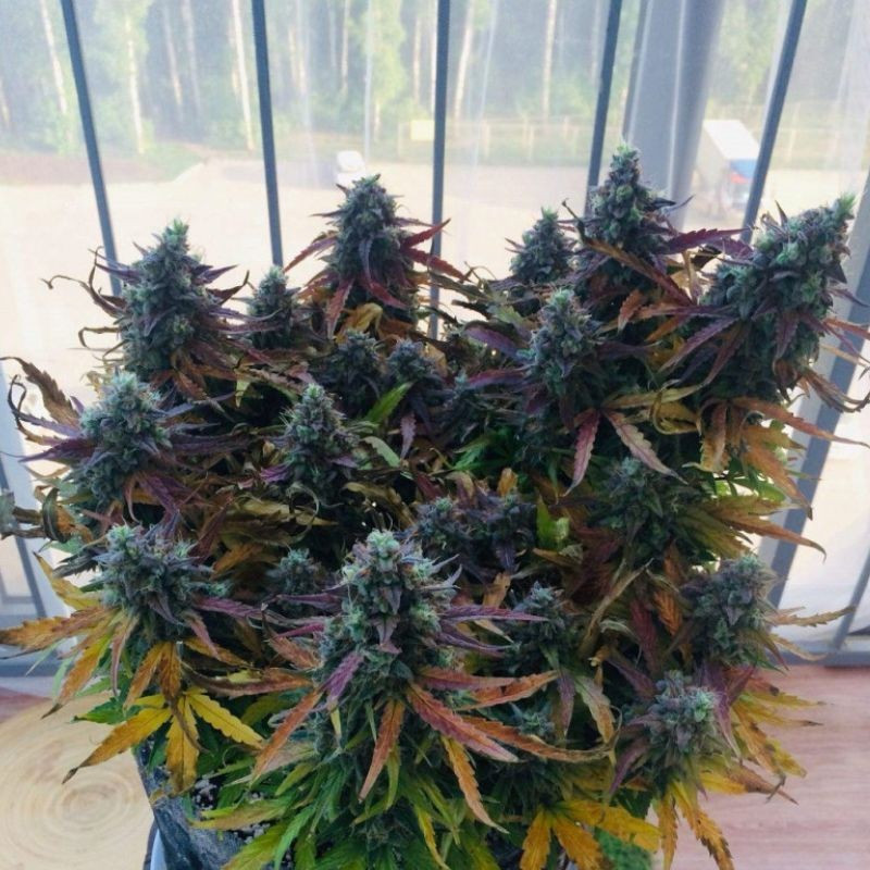 nasiona marihuany White Russian OG