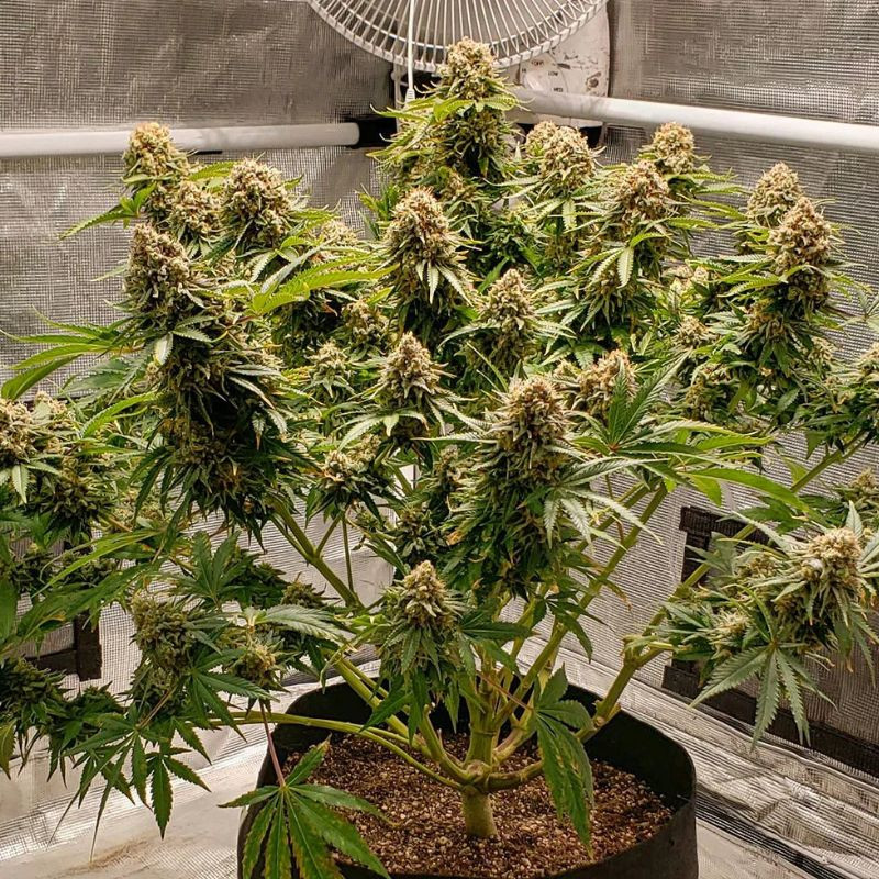 nasiona marihuany White Widow 47