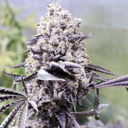 nasiona marihuany Afrodite