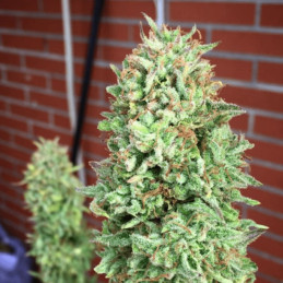 nasiona marihuany Cookies Haze