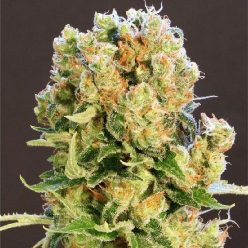 nasiona marihuany Diesel Glue