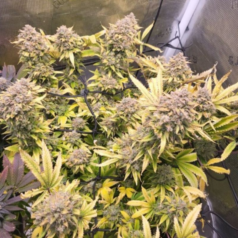 nasiona marihuany Gelato-K