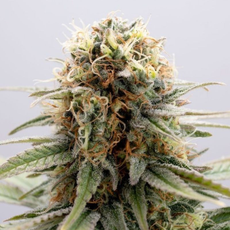 nasiona marihuany GSC