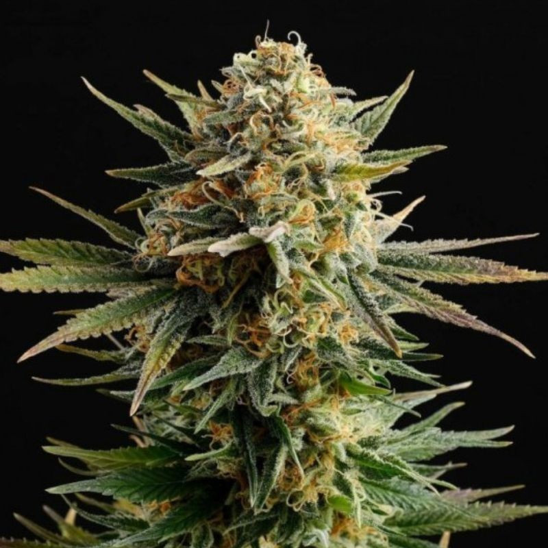 nasiona marihuany Gypsy Kush