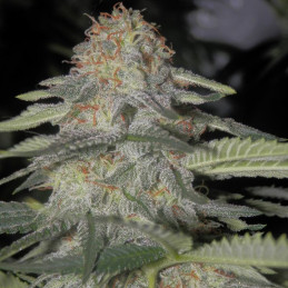 nasiona marihuany Kritikal-K