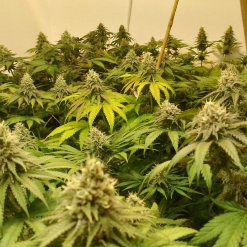 nasiona marihuany Lemon Haze Auto