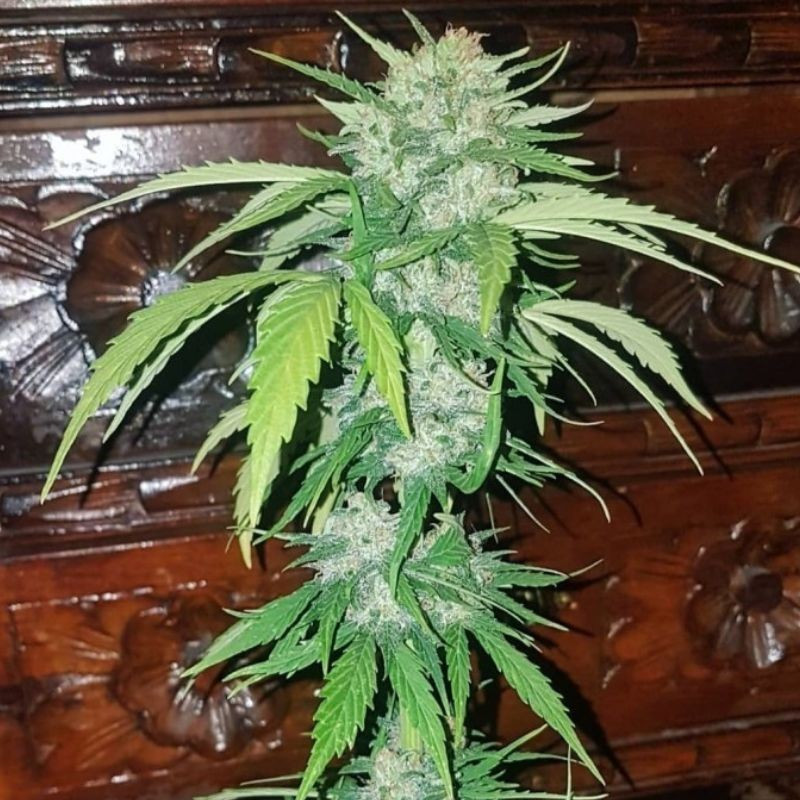 nasiona marihuany Mikromachine Auto