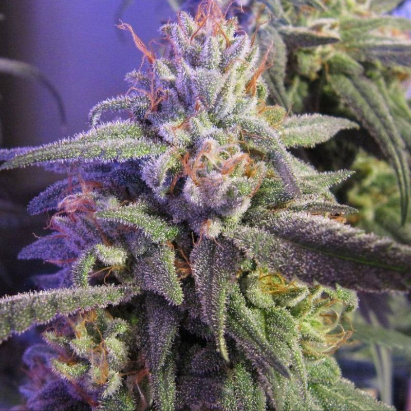 nasiona marihuany Sativa Dream