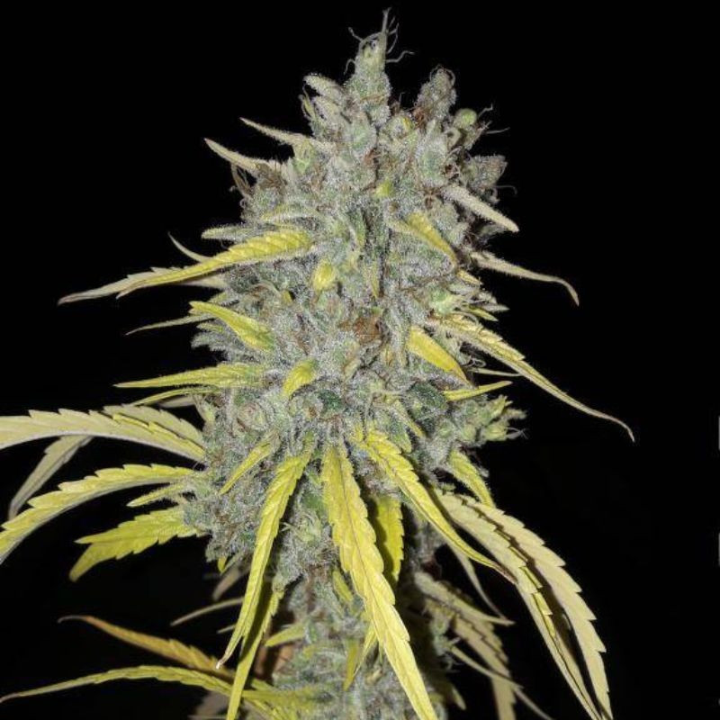 nasiona marihuany Swiss Dream Auto CBD