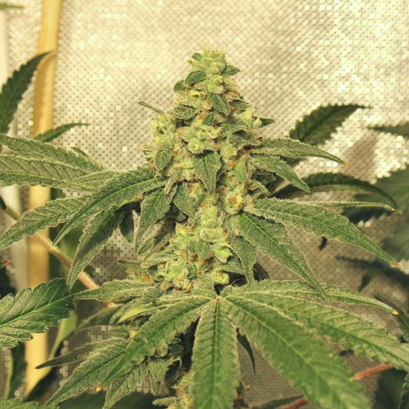 nasiona marihuany Swiss Dream Rose CBD Auto